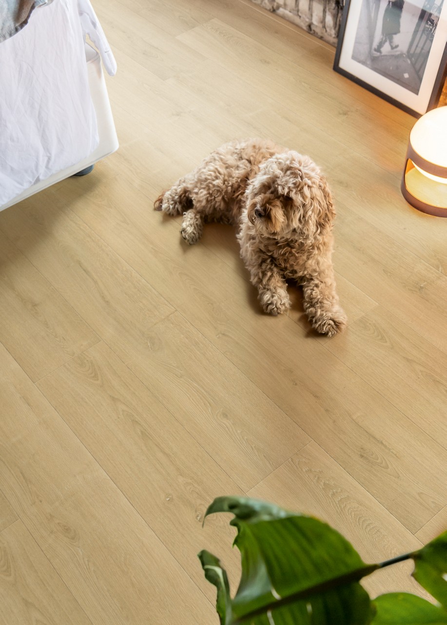 Quick-Step lamināts Capture Brushed oak natural SIG4763 32. klase